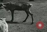 Image of wild animals Washington DC USA, 1921, second 8 stock footage video 65675021543