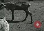 Image of wild animals Washington DC USA, 1921, second 9 stock footage video 65675021543