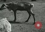 Image of wild animals Washington DC USA, 1921, second 10 stock footage video 65675021543