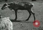 Image of wild animals Washington DC USA, 1921, second 11 stock footage video 65675021543