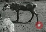 Image of wild animals Washington DC USA, 1921, second 12 stock footage video 65675021543