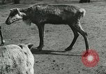 Image of wild animals Washington DC USA, 1921, second 13 stock footage video 65675021543