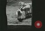 Image of wild animals Washington DC USA, 1921, second 14 stock footage video 65675021543