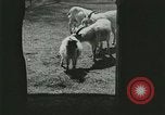 Image of wild animals Washington DC USA, 1921, second 15 stock footage video 65675021543