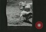 Image of wild animals Washington DC USA, 1921, second 16 stock footage video 65675021543