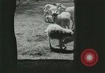 Image of wild animals Washington DC USA, 1921, second 17 stock footage video 65675021543