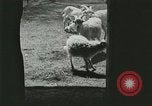 Image of wild animals Washington DC USA, 1921, second 18 stock footage video 65675021543