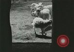Image of wild animals Washington DC USA, 1921, second 19 stock footage video 65675021543