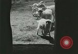 Image of wild animals Washington DC USA, 1921, second 20 stock footage video 65675021543