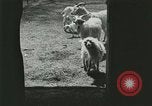 Image of wild animals Washington DC USA, 1921, second 21 stock footage video 65675021543