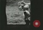 Image of wild animals Washington DC USA, 1921, second 23 stock footage video 65675021543