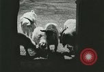 Image of wild animals Washington DC USA, 1921, second 24 stock footage video 65675021543