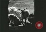 Image of wild animals Washington DC USA, 1921, second 30 stock footage video 65675021543