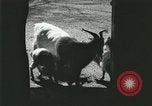 Image of wild animals Washington DC USA, 1921, second 31 stock footage video 65675021543