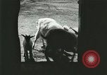 Image of wild animals Washington DC USA, 1921, second 32 stock footage video 65675021543