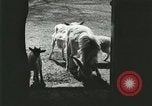 Image of wild animals Washington DC USA, 1921, second 33 stock footage video 65675021543