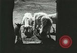 Image of wild animals Washington DC USA, 1921, second 34 stock footage video 65675021543