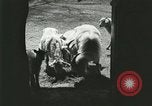 Image of wild animals Washington DC USA, 1921, second 35 stock footage video 65675021543