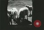 Image of wild animals Washington DC USA, 1921, second 36 stock footage video 65675021543