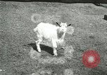 Image of wild animals Washington DC USA, 1921, second 40 stock footage video 65675021543