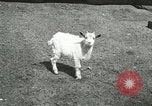 Image of wild animals Washington DC USA, 1921, second 41 stock footage video 65675021543