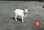 Image of wild animals Washington DC USA, 1921, second 42 stock footage video 65675021543