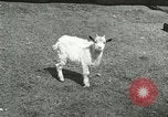 Image of wild animals Washington DC USA, 1921, second 43 stock footage video 65675021543