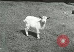 Image of wild animals Washington DC USA, 1921, second 44 stock footage video 65675021543