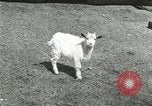 Image of wild animals Washington DC USA, 1921, second 45 stock footage video 65675021543