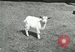 Image of wild animals Washington DC USA, 1921, second 46 stock footage video 65675021543