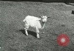 Image of wild animals Washington DC USA, 1921, second 47 stock footage video 65675021543