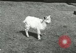 Image of wild animals Washington DC USA, 1921, second 48 stock footage video 65675021543