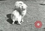 Image of wild animals Washington DC USA, 1921, second 49 stock footage video 65675021543