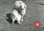 Image of wild animals Washington DC USA, 1921, second 50 stock footage video 65675021543