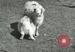 Image of wild animals Washington DC USA, 1921, second 51 stock footage video 65675021543
