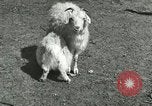 Image of wild animals Washington DC USA, 1921, second 52 stock footage video 65675021543