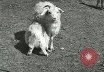 Image of wild animals Washington DC USA, 1921, second 53 stock footage video 65675021543