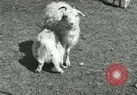 Image of wild animals Washington DC USA, 1921, second 54 stock footage video 65675021543