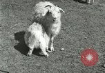 Image of wild animals Washington DC USA, 1921, second 55 stock footage video 65675021543