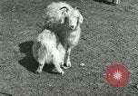 Image of wild animals Washington DC USA, 1921, second 56 stock footage video 65675021543