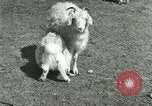 Image of wild animals Washington DC USA, 1921, second 57 stock footage video 65675021543