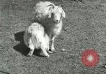 Image of wild animals Washington DC USA, 1921, second 58 stock footage video 65675021543