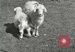 Image of wild animals Washington DC USA, 1921, second 59 stock footage video 65675021543