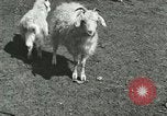 Image of wild animals Washington DC USA, 1921, second 60 stock footage video 65675021543