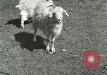 Image of wild animals Washington DC USA, 1921, second 61 stock footage video 65675021543