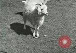 Image of wild animals Washington DC USA, 1921, second 62 stock footage video 65675021543