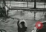 Image of wild animals Washington DC USA, 1921, second 3 stock footage video 65675021544