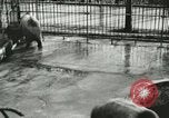 Image of wild animals Washington DC USA, 1921, second 4 stock footage video 65675021544