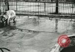 Image of wild animals Washington DC USA, 1921, second 6 stock footage video 65675021544