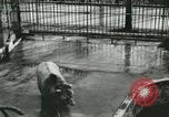 Image of wild animals Washington DC USA, 1921, second 10 stock footage video 65675021544